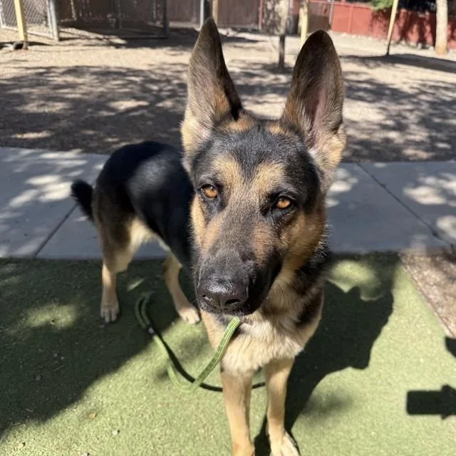 An adult large-sized male German Shepherd Dog dog named Woof for adoption in Phoenix, AZ
