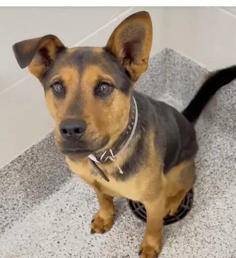 A young medium-sized female German Shepherd Dog dog named Shaney for adoption in Houston, TX