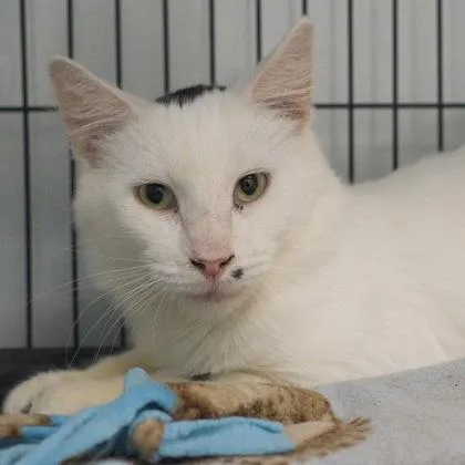 A young medium-sized male Domestic Medium Hair cat named Orsen for adoption in Verona, WI