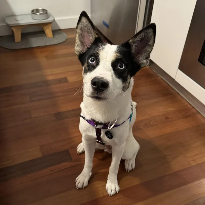 A young medium-sized female White / Cream Husky dog named Diamond for adoption in Brooklyn, NY