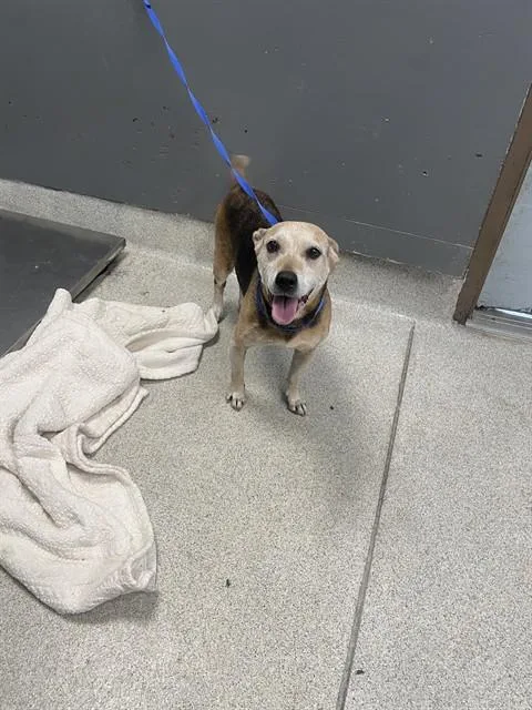 An adult medium-sized female Beagle dog named Sienna for adoption in Tallahassee, FL
