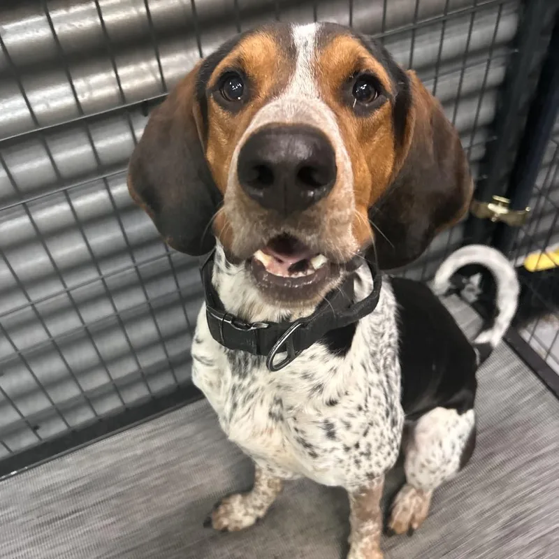 A young large-sized male Gray / Blue / Silver Bluetick Coonhound dog named Stu for adoption in Tacoma, WA
