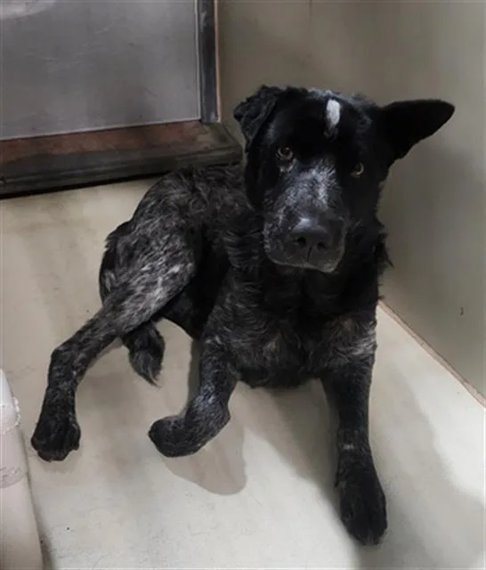 An adult medium-sized male White / Cream Australian Cattle Dog / Blue Heeler dog named Charlie URGENT for adoption in Thousand Oaks, CA