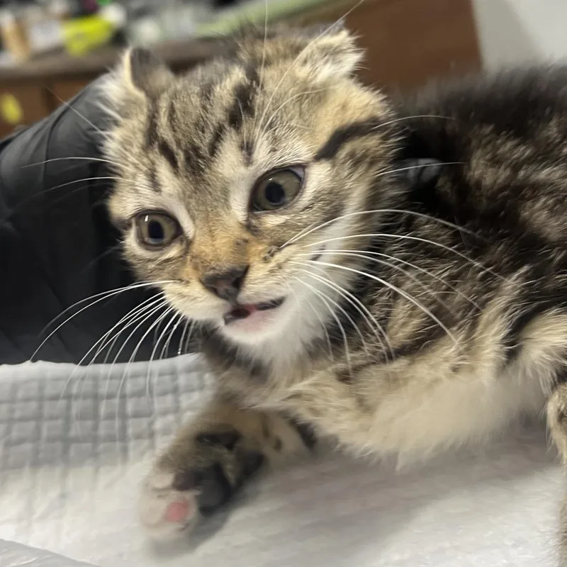 A baby small-sized female Brown / Chocolate Domestic Short Hair cat named Roundoff for adoption in Summerville, SC