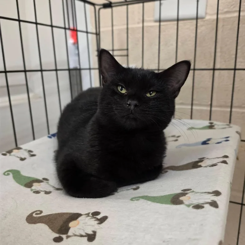 A baby small-sized female Black Domestic Short Hair cat named Francia for adoption in Waynesboro, PA