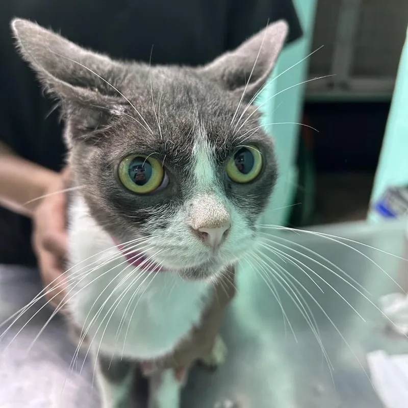 An adult small-sized female Gray / Blue / Silver American Shorthair cat named Shantal for adoption in Guaynabo, PR