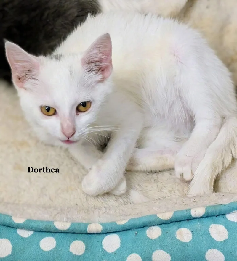 A young medium-sized female White Domestic Short Hair cat named Dorthea for adoption in Morehead, KY