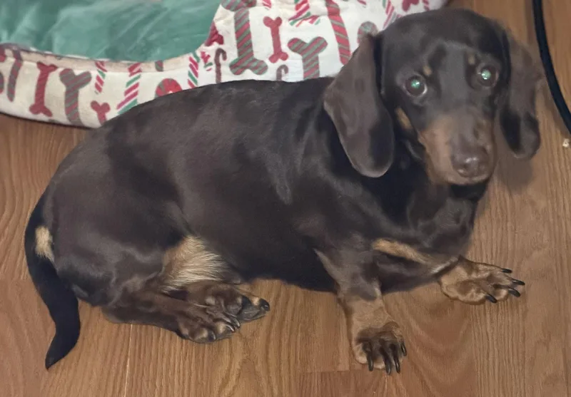 An adult medium-sized female Dachshund dog named Margaret for adoption in Sioux Falls, SD