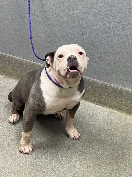 A senior large-sized female American Bulldog dog named Tyra for adoption in Las Vegas, NV