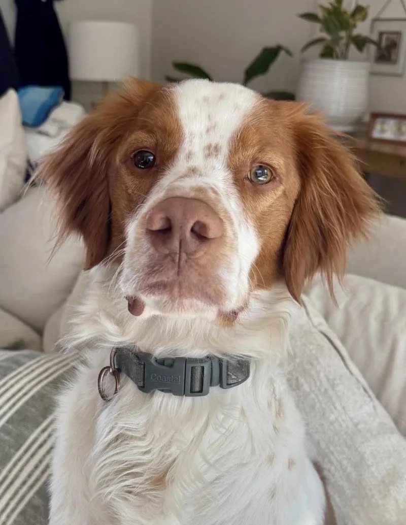 A young medium-sized male Red / Chestnut / Orange Brittany Spaniel dog named Watson for adoption in Marion, MA