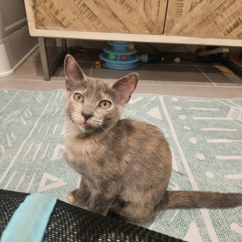 A baby small-sized female Domestic Short Hair cat named Monica for adoption in Alexandria, VA