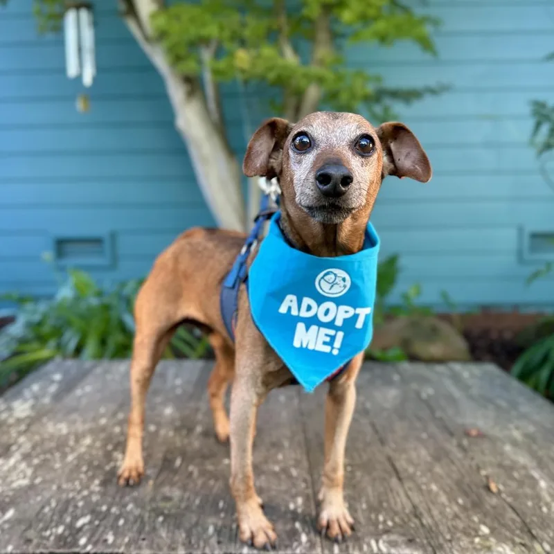 Mighty Joe thumbnail 2