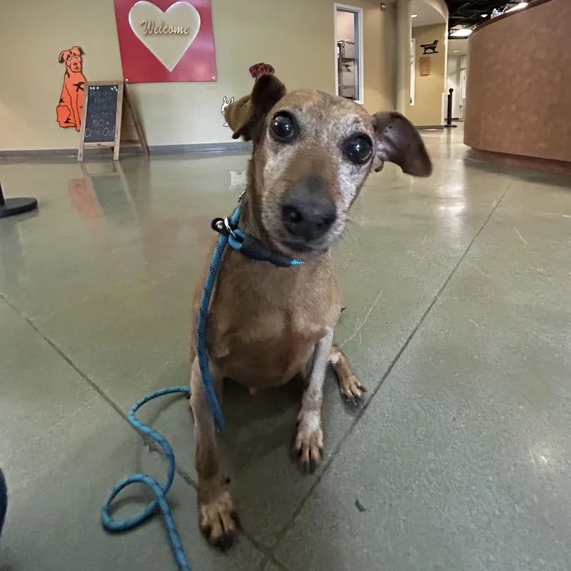 Mighty Joe thumbnail 3