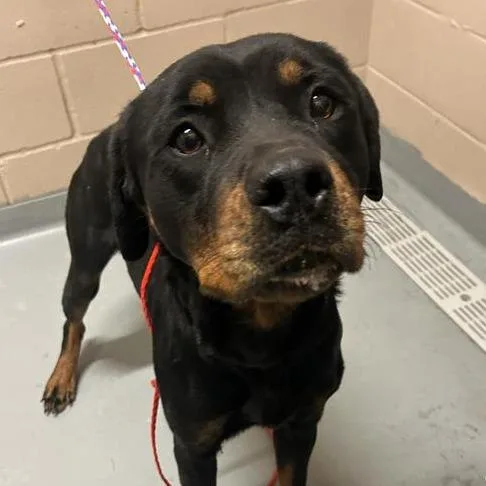 An adult medium-sized female Black Rottweiler dog named Jelly Bean for adoption in Tacoma, WA