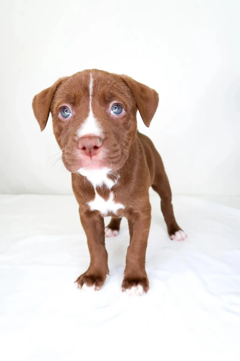 A baby medium-sized female Brown / Chocolate Pit Bull Terrier dog named Jujube for adoption in Bixby, OK