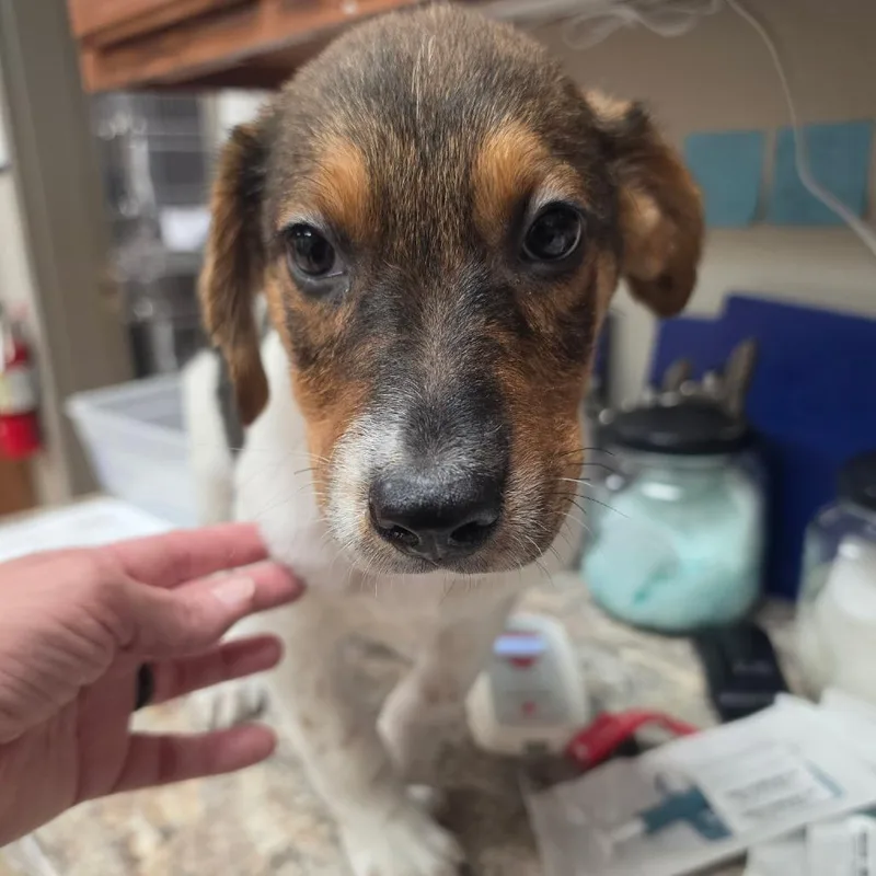 A baby small-sized male Hound dog named Mojo  U for adoption in Tupelo, MS