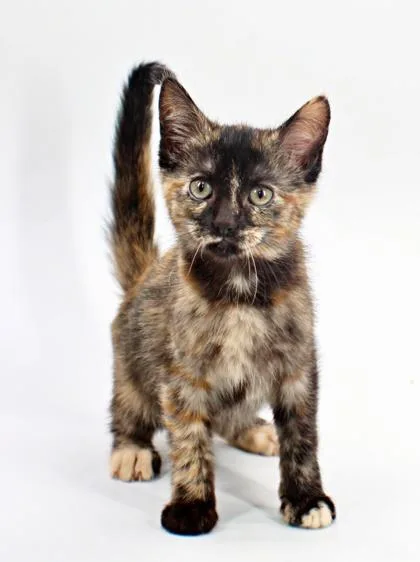 A baby small-sized female Domestic Short Hair cat named Lauren for adoption in Morton Grove, IL