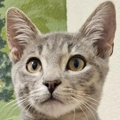 A baby medium-sized male Domestic Short Hair cat named Rockie for adoption in Pleasanton, CA