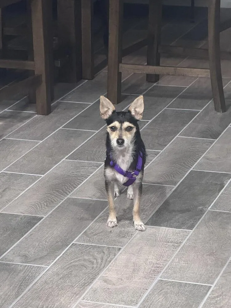 Lily thumbnail 3