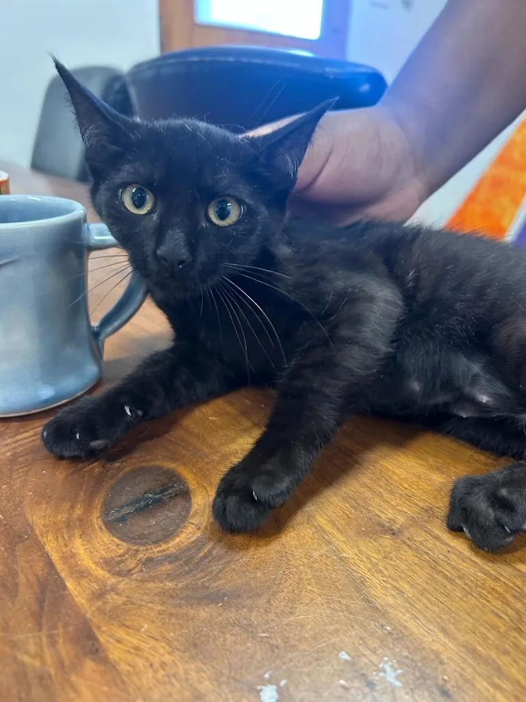 A baby small-sized female Domestic Short Hair cat named Moana for adoption in Thousand Oaks, CA