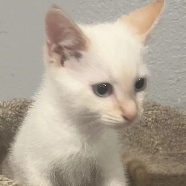A baby small-sized male Flame Point Siamese cat named Angel Eyes for adoption in Knoxville, TN