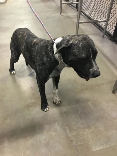 A young large-sized male Staffordshire Bull Terrier dog named Clarence for adoption in Dallas, TX