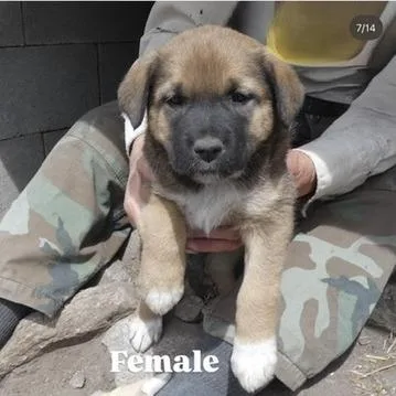 A baby large-sized female Yellow / Tan / Blond / Fawn Shepherd dog named Starbucks for adoption in Tacoma, WA