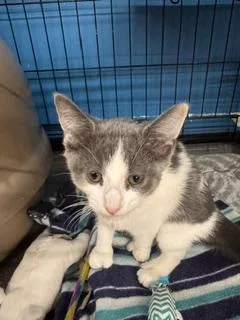 A baby medium-sized female Gray & White Domestic Short Hair cat named Toot for adoption in Louisville, KY