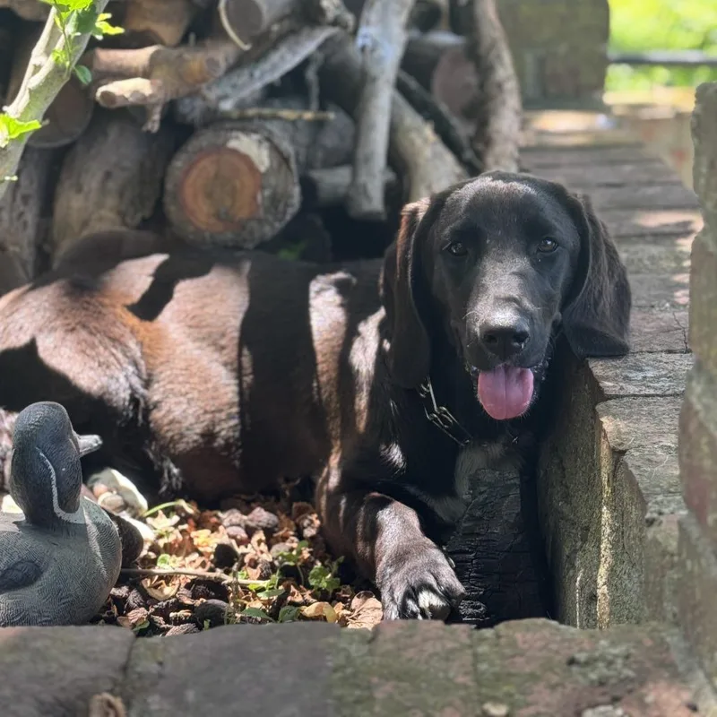 An adult medium-sized female Black Basset Hound dog named Morticia for adoption in Louisville, KY