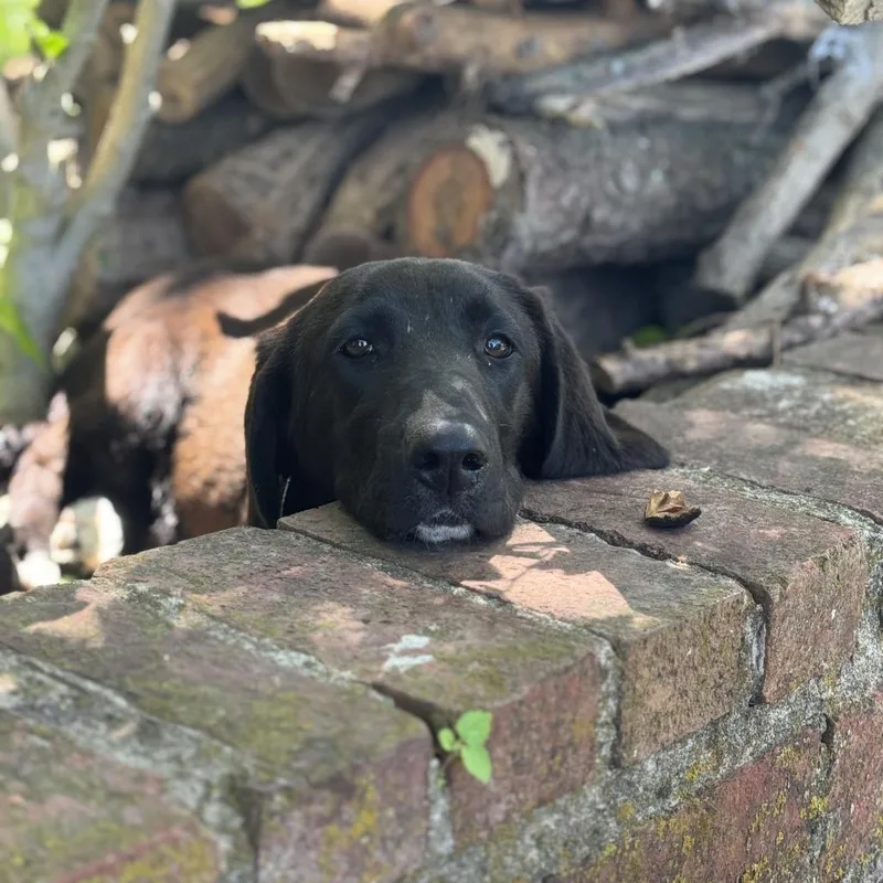 Morticia thumbnail 2