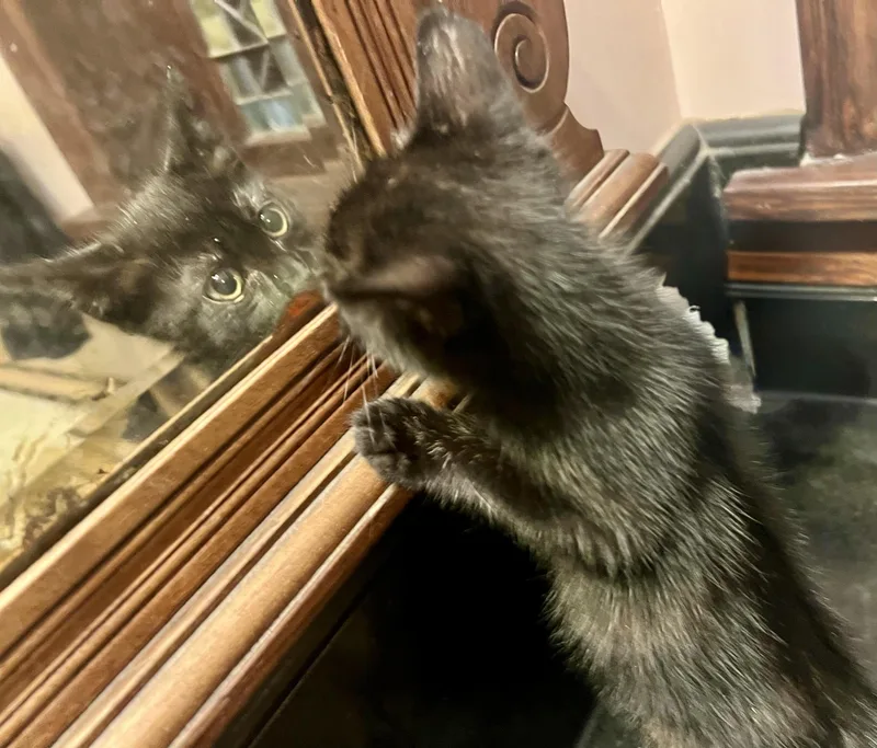 A baby medium-sized male Black American Shorthair cat named Squid for adoption in Los Angeles, CA