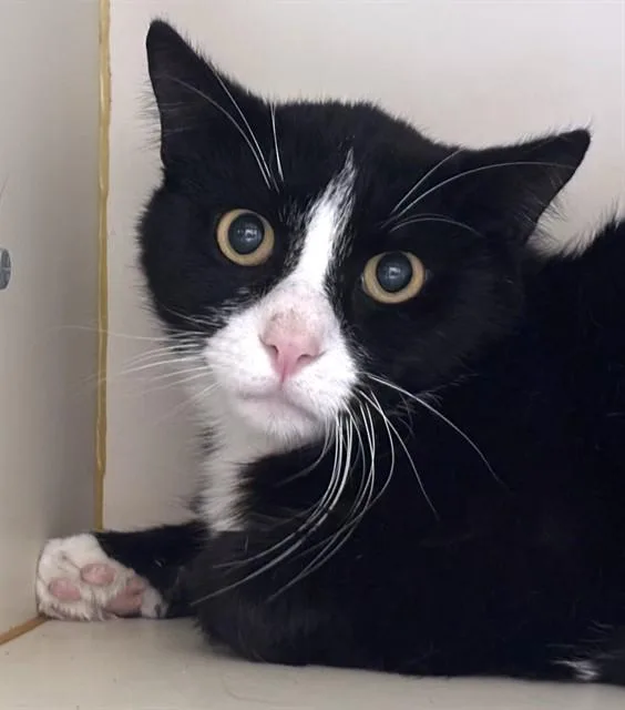 An adult medium-sized male Domestic Short Hair cat named Tuxie for adoption in Dedham, MA