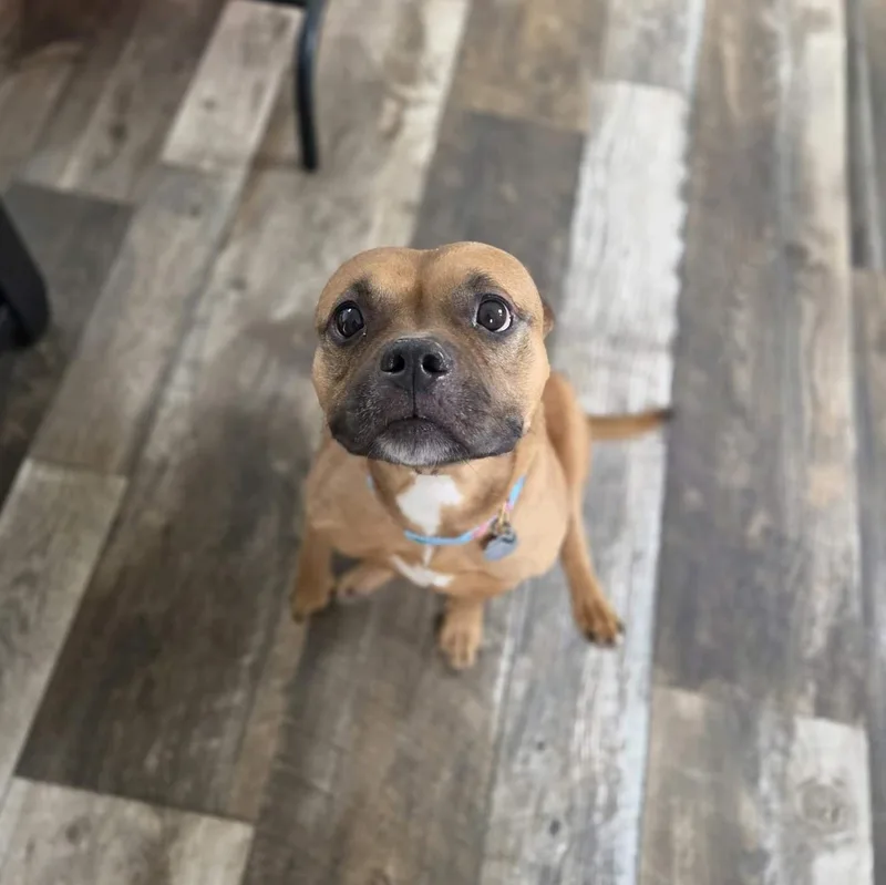 A senior medium-sized female Pit Bull Terrier dog named Jolene for adoption in Oxford, MI
