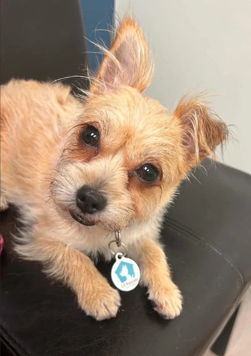 An adult small-sized female Terrier dog named Lola for adoption in Osteen, FL