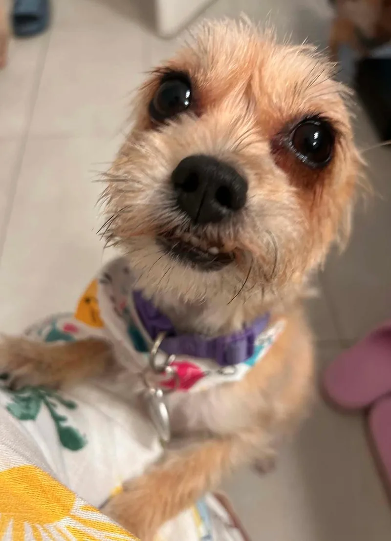 Lola thumbnail 3