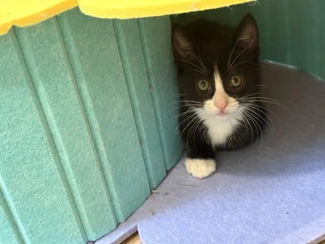A baby small-sized female Domestic Short Hair cat named Bass for adoption in Omaha, NE