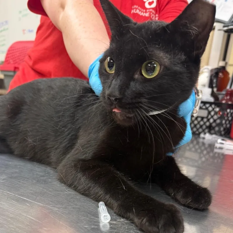 An adult large-sized male Black Domestic Short Hair cat named Ladarius for adoption in Birmingham, AL