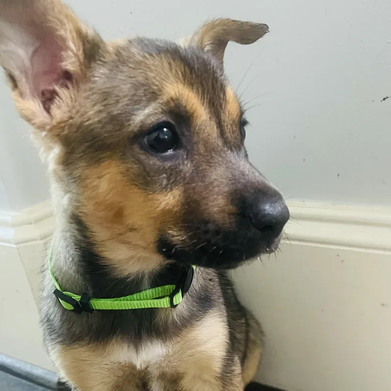 A baby medium-sized female Bicolor Shepherd dog named Moochi for adoption in Houston, TX