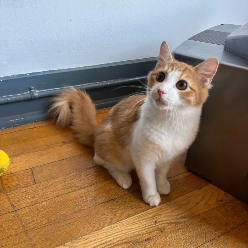 A young medium-sized male Domestic Medium Hair cat named Forest for adoption in Stokesdale, NC