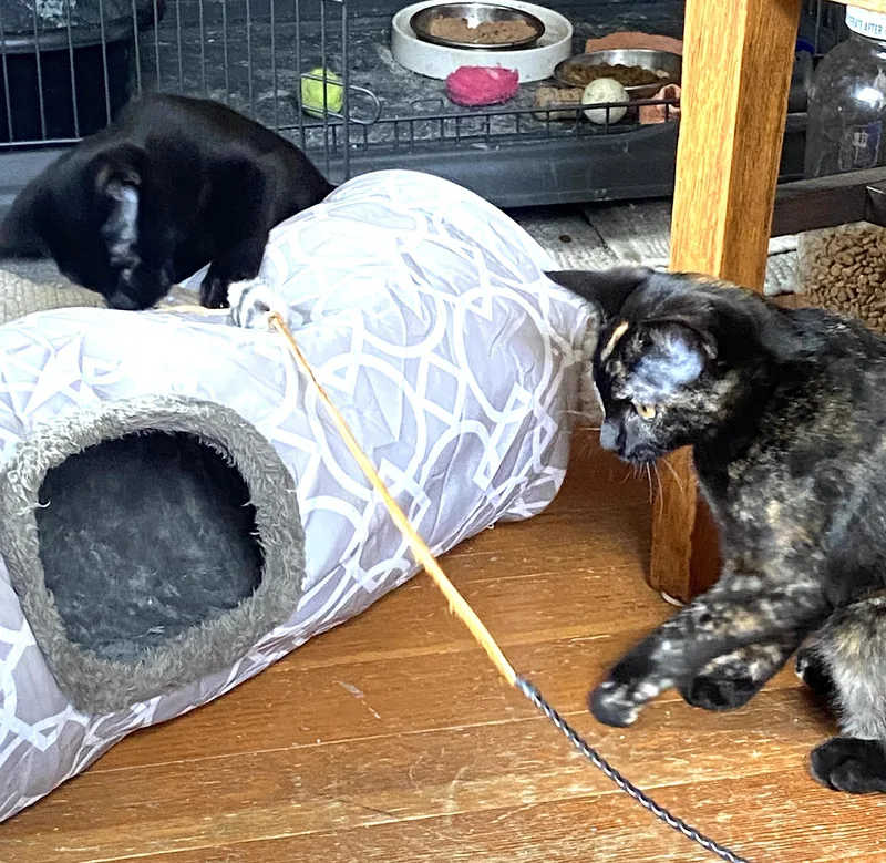 A baby medium-sized female Black Domestic Short Hair cat named Bat and Rook for adoption in Seattle, WA