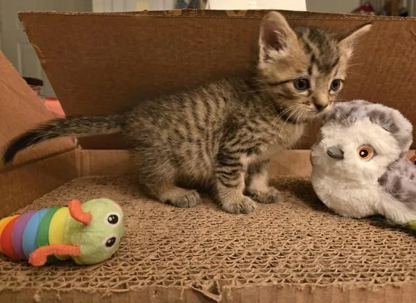 A baby small-sized male Domestic Short Hair cat named Midge for adoption in Vallejo, CA