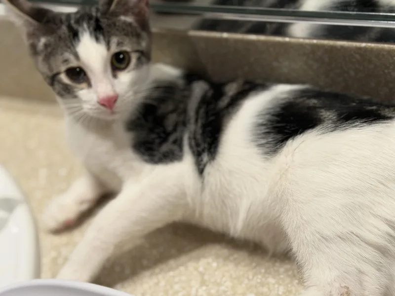 A baby medium-sized female Tabby (Brown / Chocolate) Domestic Short Hair cat named Leelo for adoption in Oceanside, CA