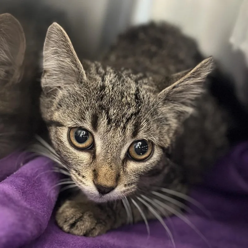 A baby small-sized female Brown / Chocolate Domestic Short Hair cat named Pina Colada for adoption in Matteson, IL