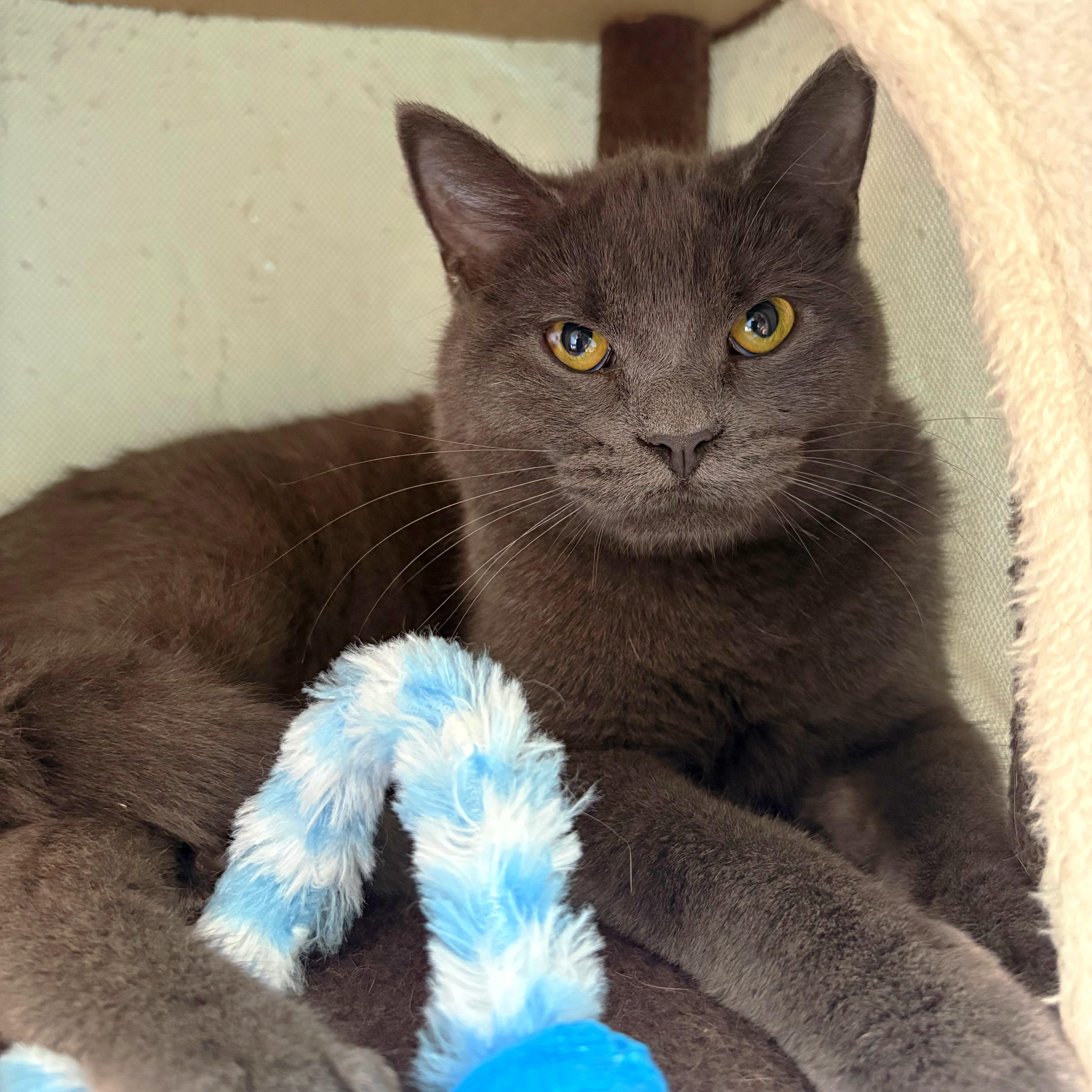A young medium-sized male Russian Blue cat named William for adoption in Godfrey, IL
