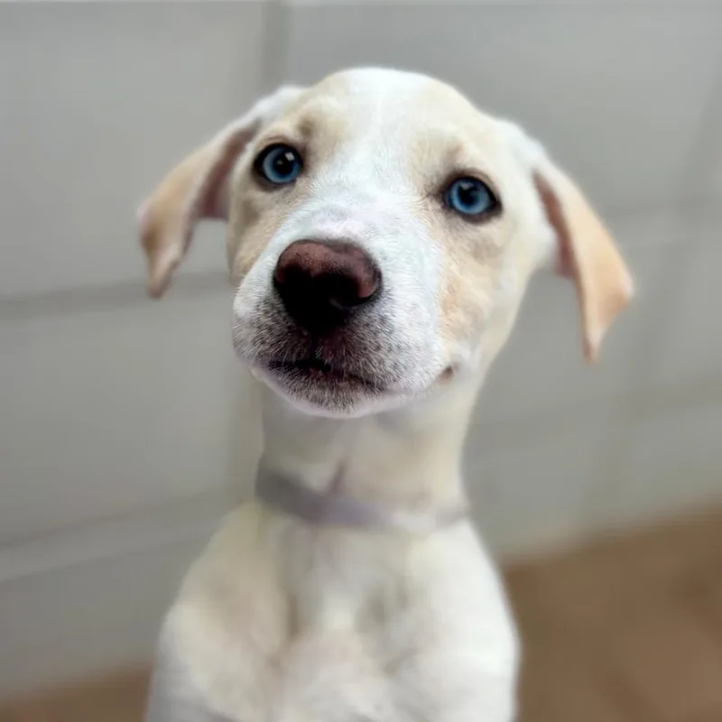 A baby medium-sized female Yellow / Tan / Blond / Fawn Mixed Breed dog named Daisy for adoption in Westhampton, NY