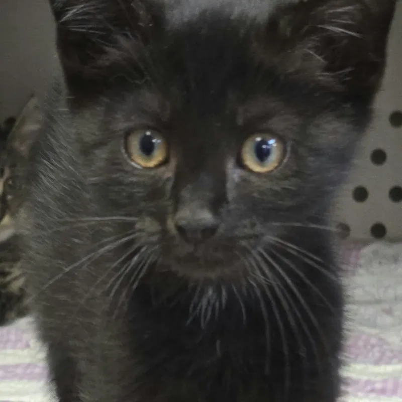 A baby medium-sized male Black Domestic Short Hair cat named Chicken for adoption in Orange, VA