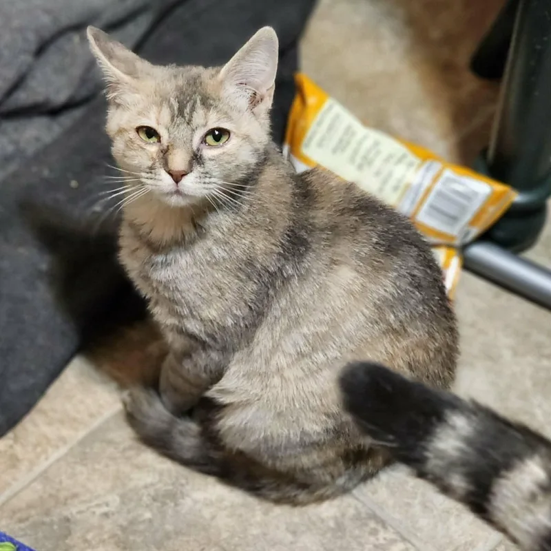 Fruity Pebbles thumbnail 2