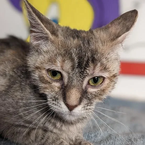 Fruity Pebbles thumbnail 3