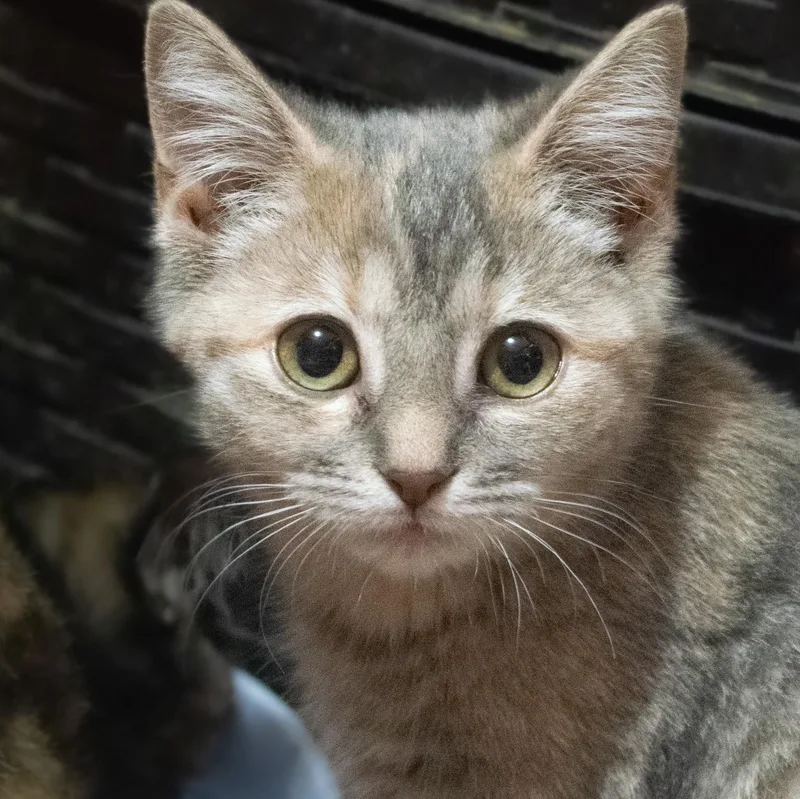 Fruity Pebbles thumbnail 4