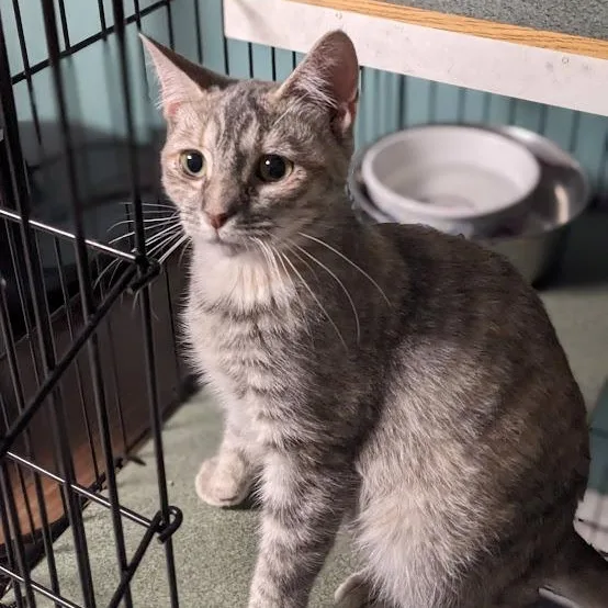 Fruity Pebbles thumbnail 5